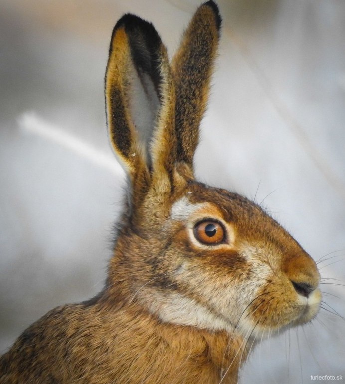 Заяц весной