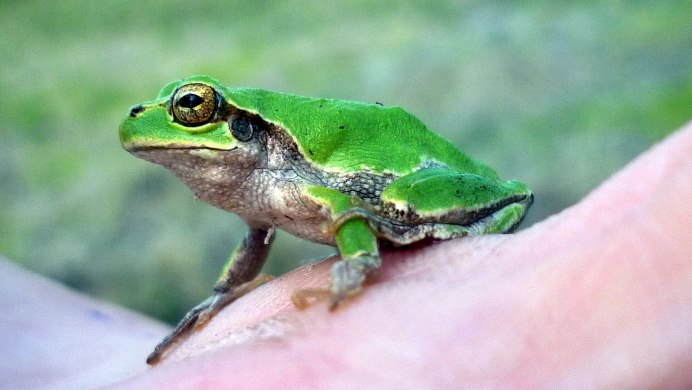 Лягушка Pristimantis mutabilis