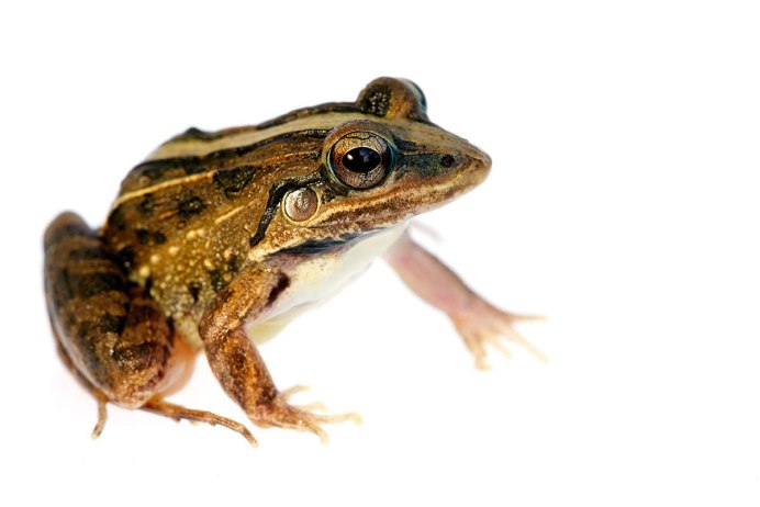 Cruziohyla calcarifer