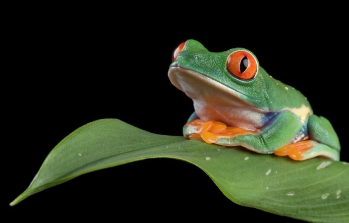 Two Green Tree Frogs