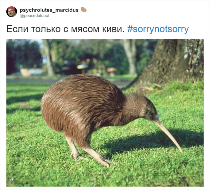 Птица киви рудимент