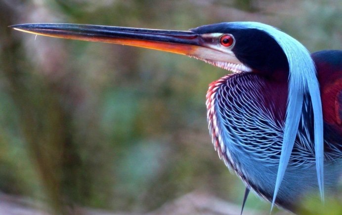 Violet Sabrewing