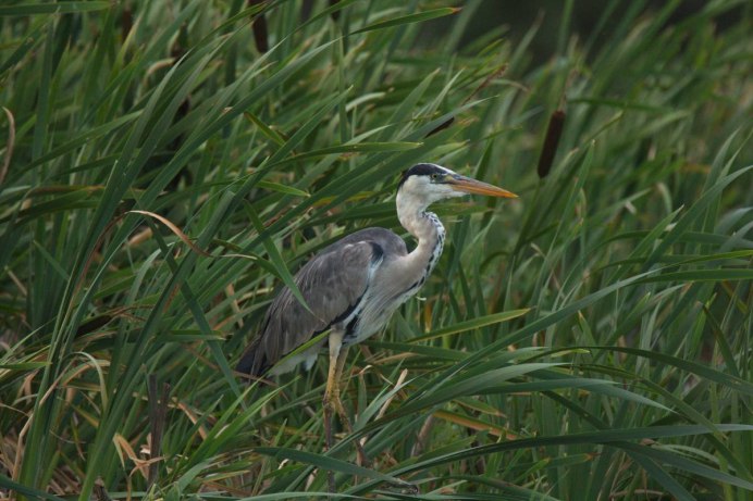 Серая цапля (Ardea cinerea)