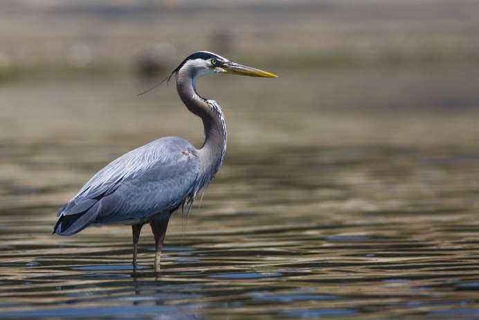 Ardea herodias