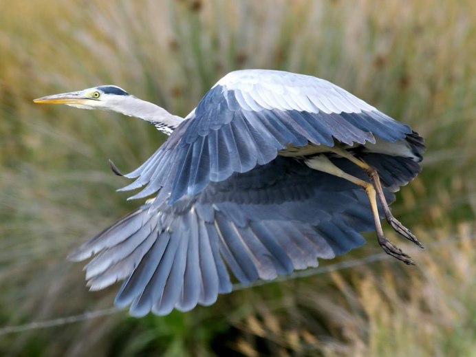 Птица Ardea cinerea