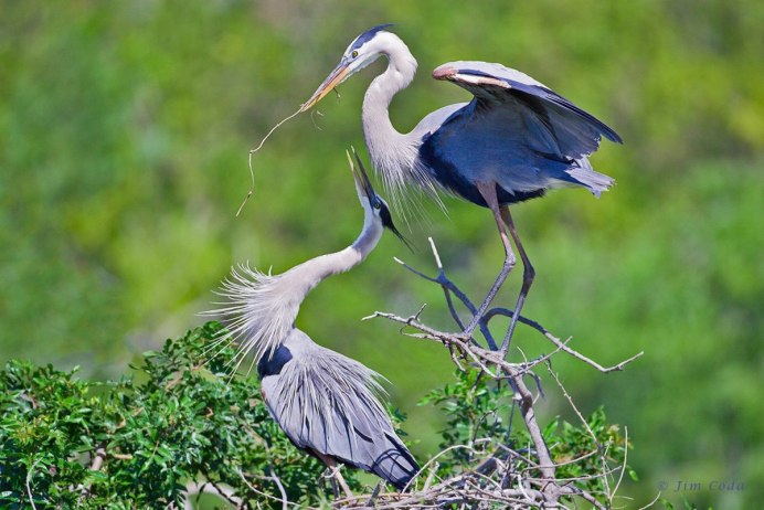 Great Blue Heron птица