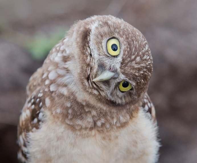 Athene Noctua Домовой Сыч