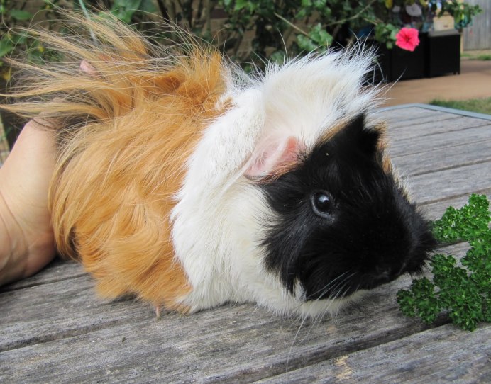 Морская Свинка Калифорния