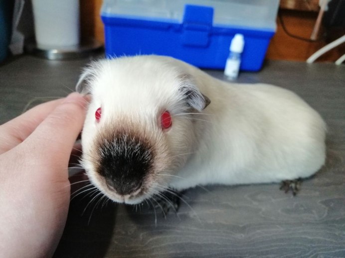 Сиамская морская Свинка