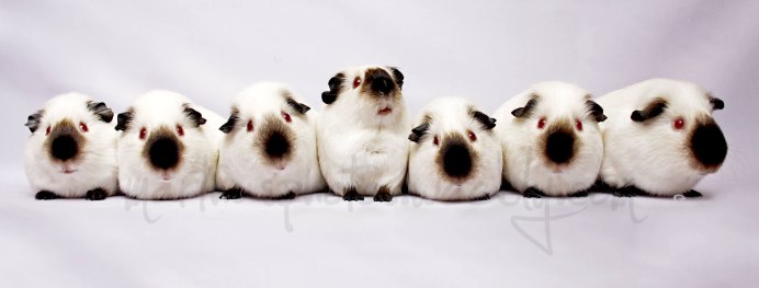 Гималайцы морская Свинка