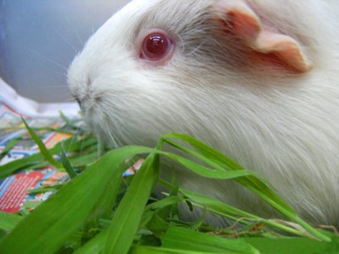 Зеркало для морской свинки