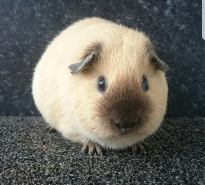 Морская Свинка породы Калифорния