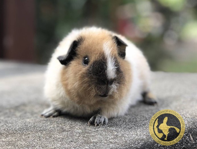 Сиамская морская Свинка