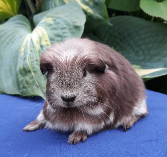 Сиамская морская Свинка