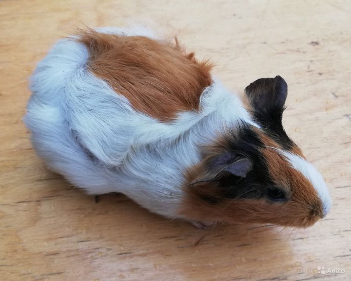 Крестед морская Свинка Калифорния