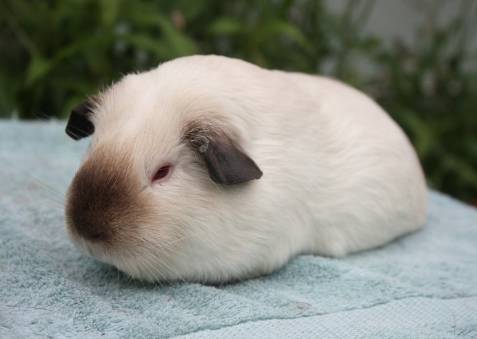 Гималайская морская Свинка белая