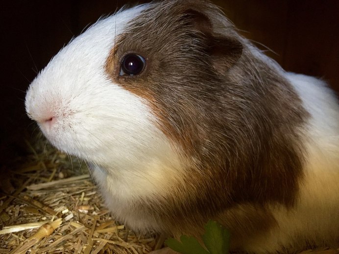 Морская Свинка крестед