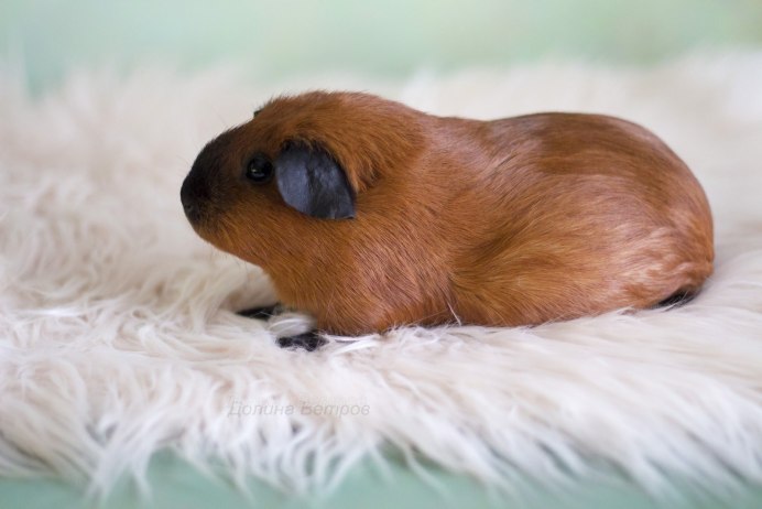 Морские свинки Коронет Калифорния