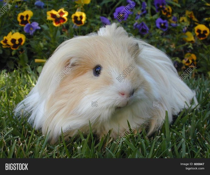 Морская Свинка Калифорния