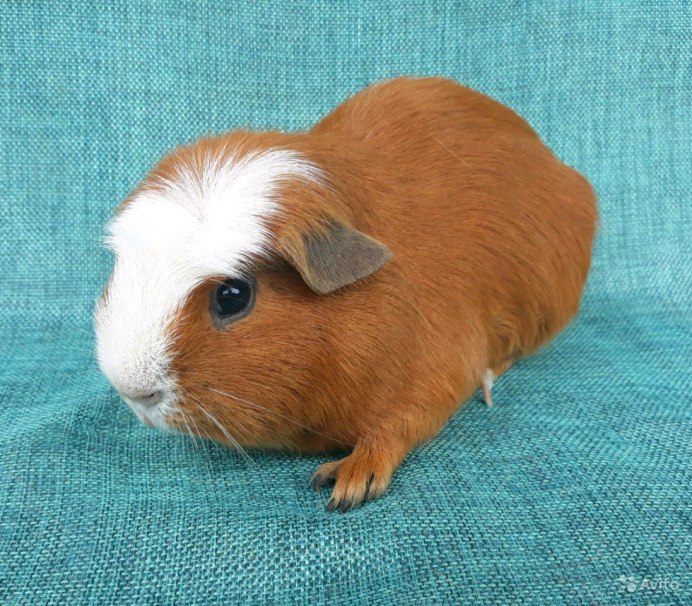 Косметика для морских свинок