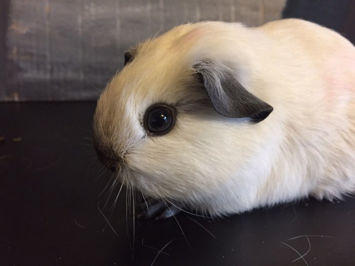 Морская Свинка сиамского окраса