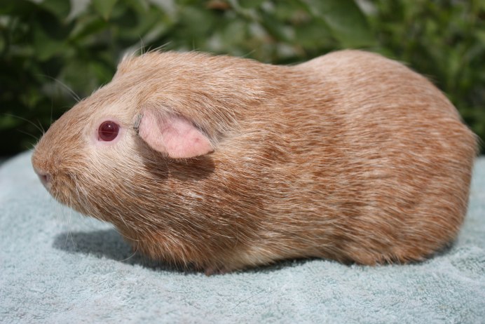 Сиамская морская Свинка