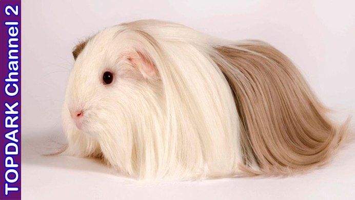 Морские свинки породы крестед