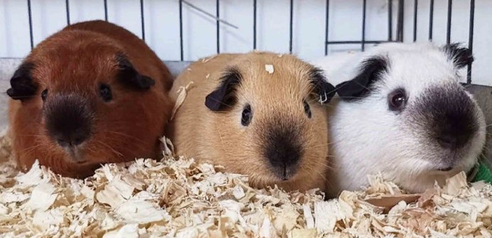 Морские свинки породы шиншилла