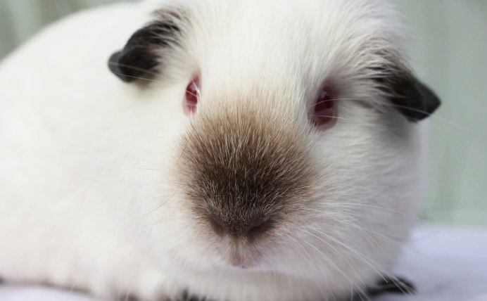 Гималайская морская Свинка белая
