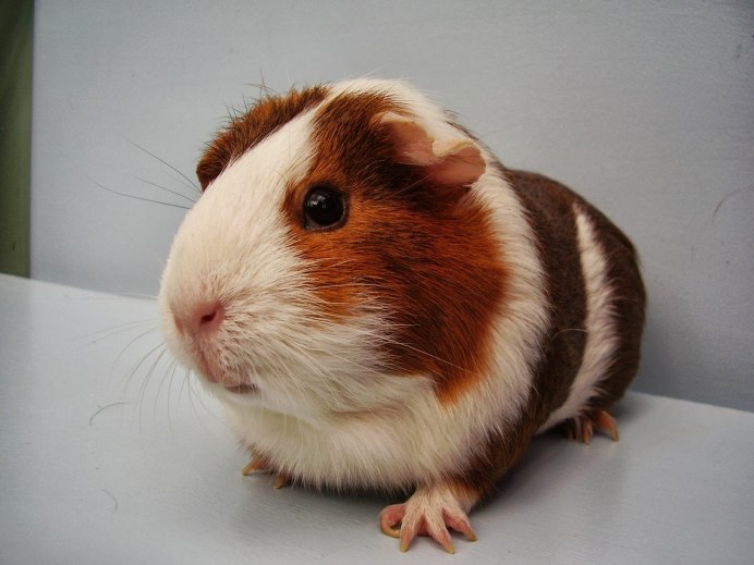 Морская Свинка розеточная гималайская