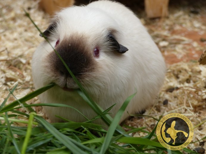Гималайская морская Свинка белая