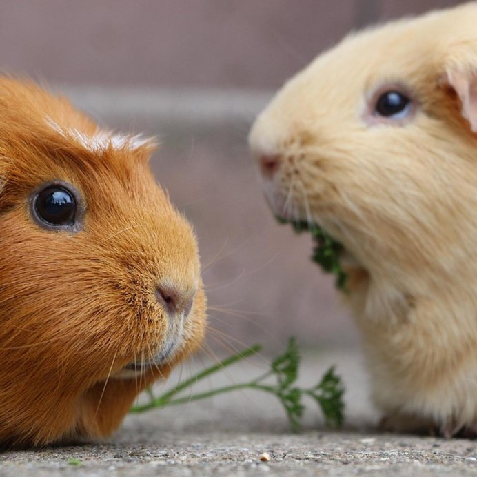 Крестед морская Свинка Калифорния