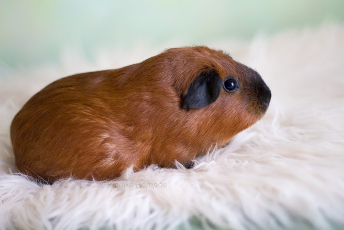 Морская Свинка длинношерстная черная