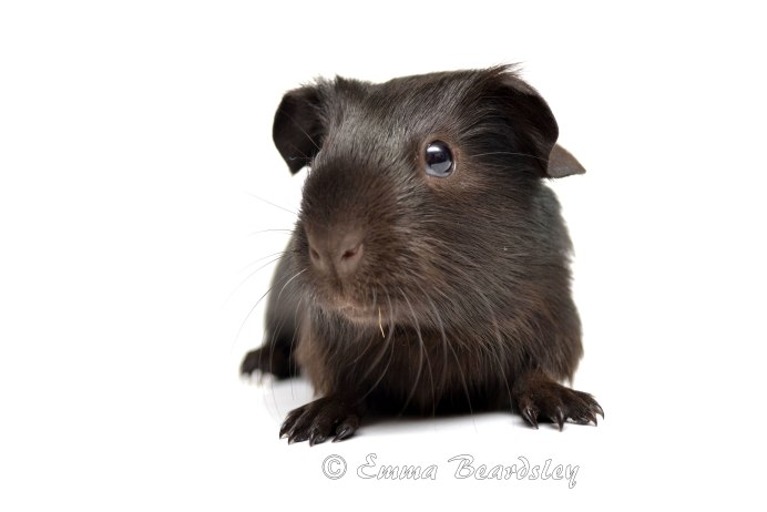 Ангорская морская Свинка белая