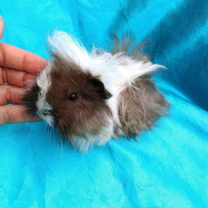 Маленькие морские свинки Новорожденные