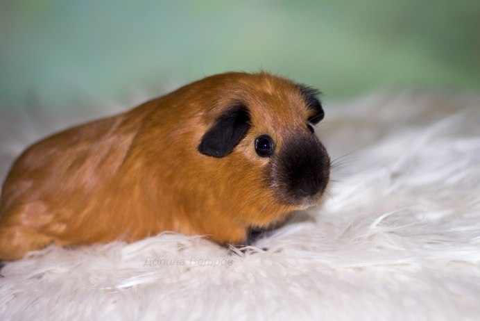 Морская Свинка без фона