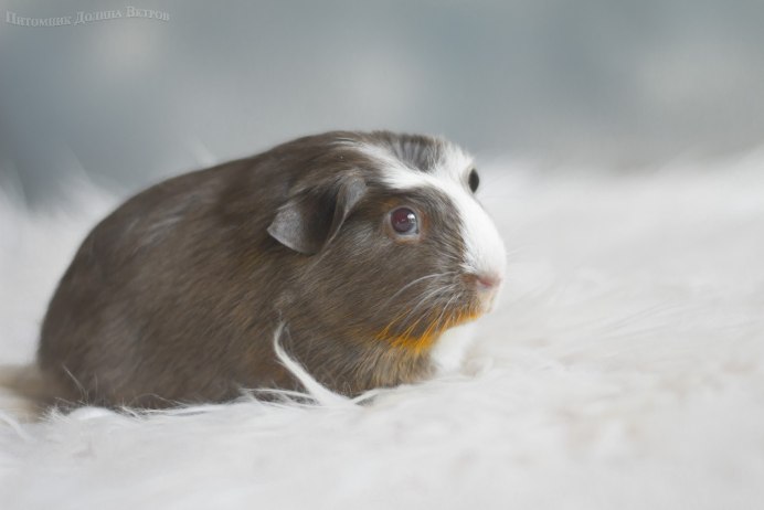 Морская Свинка Коронет