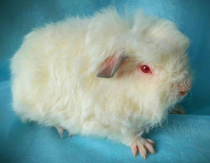 Гималайская морская Свинка белая