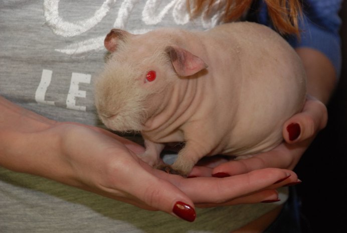 Калифорнийская морская Свинка