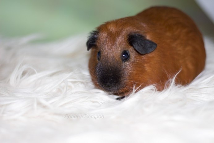 Морская Свинка Калифорния