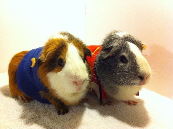 Морская Свинка породы Тексель