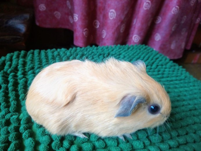 Морская Свинка мини