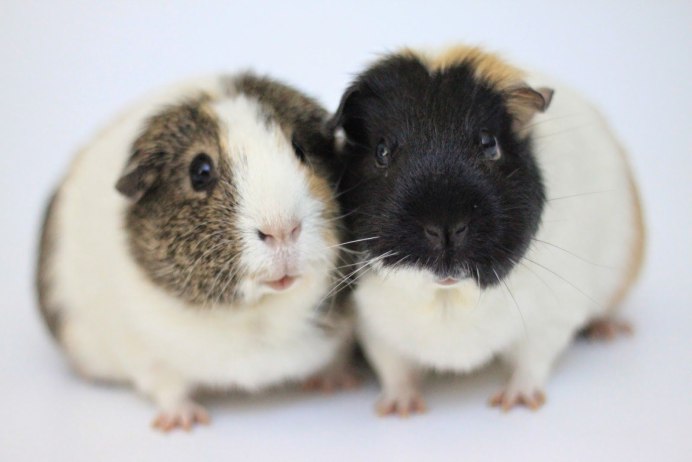 Декоративная крыса скинни