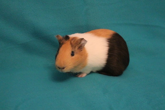 Морская Свинка породы гималайская