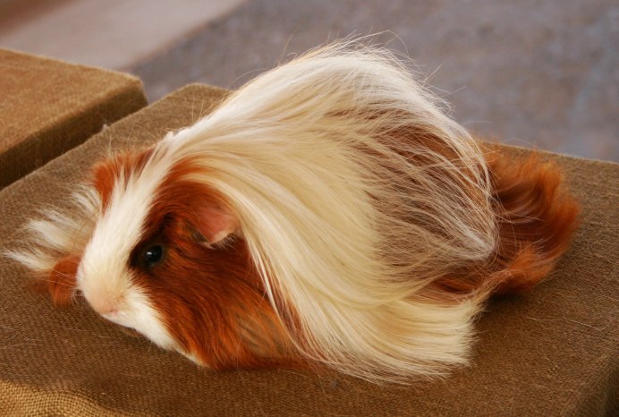 Морская Свинка красная Калифорния