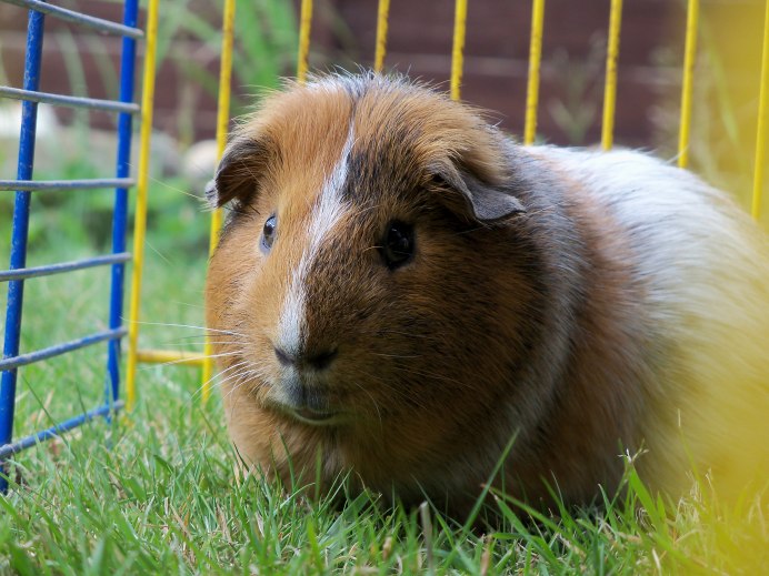Гуинеа Пиг