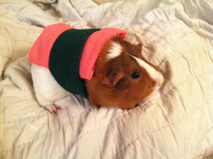 Морская Свинка сатиновая Калифорния