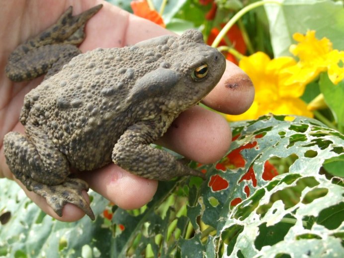 Лягушка водонос зубы