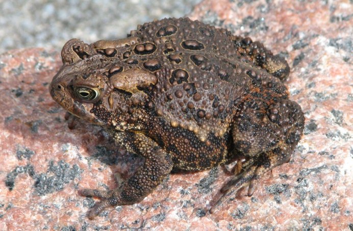 Жаба бородавчатая