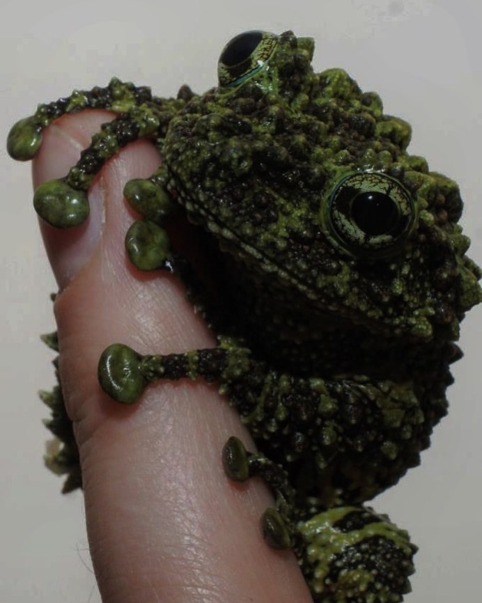 Жаба крупным планом